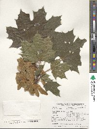 Acer platanoides image