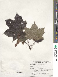 Acer platanoides image