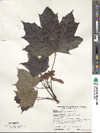 Acer platanoides image