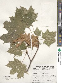 Acer platanoides image