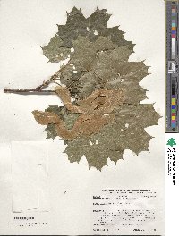 Acer platanoides image