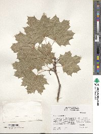 Acer platanoides image