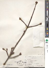 Acer platanoides image