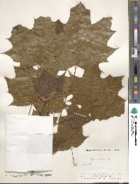 Acer platanoides image