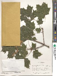 Acer platanoides image