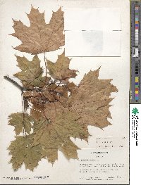 Acer platanoides image