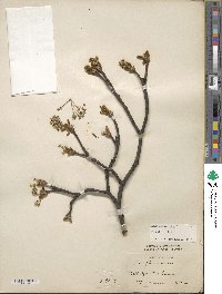 Acer platanoides image