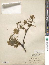 Acer platanoides image