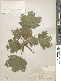 Acer platanoides image