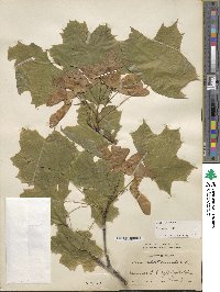 Acer platanoides image