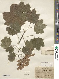 Acer platanoides image