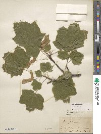 Acer platanoides image