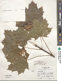 Acer platanoides image