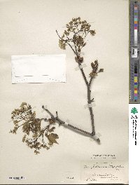 Acer lobelii image