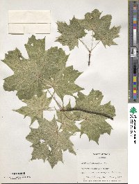 Acer platanoides image