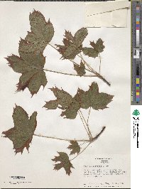 Acer platanoides image