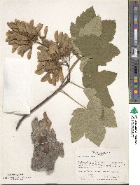 Acer pseudoplatanus image