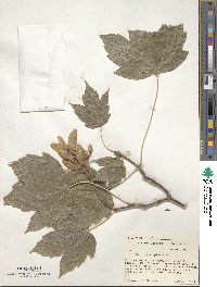 Acer pseudoplatanus image