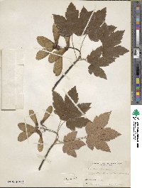 Acer pseudoplatanus image