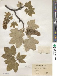 Acer pseudoplatanus image