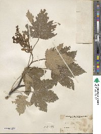 Acer pseudoplatanus image