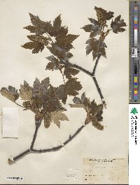 Acer pseudoplatanus image