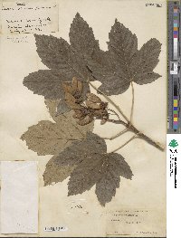 Acer pseudoplatanus image