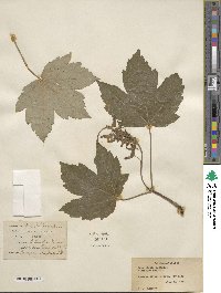 Acer pseudoplatanus image