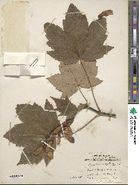 Acer pseudoplatanus image