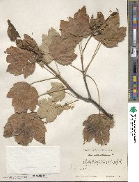 Acer pseudoplatanus image