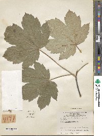 Acer pseudoplatanus image