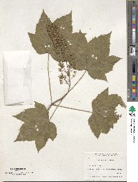 Acer pseudoplatanus image