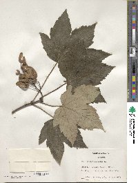 Acer pseudoplatanus image