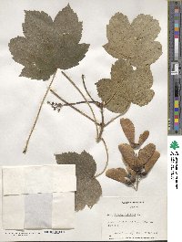 Acer pseudoplatanus image