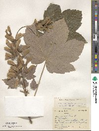 Acer pseudoplatanus image