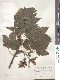 Acer pseudoplatanus image