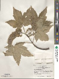 Acer pseudoplatanus image