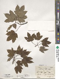 Acer pseudoplatanus image