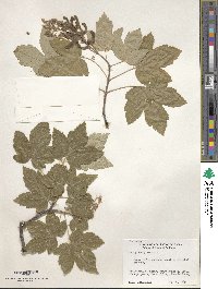 Acer pseudoplatanus image