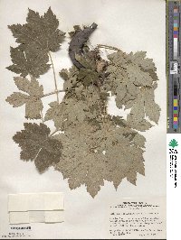 Acer pseudoplatanus image