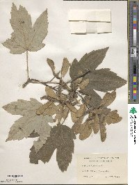 Acer pseudoplatanus image