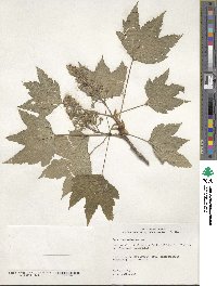 Acer pseudoplatanus image