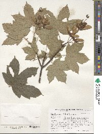 Acer pseudoplatanus image