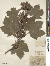 Acer pseudoplatanus image