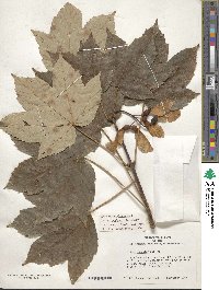 Acer pseudoplatanus image