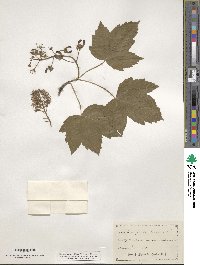 Acer pseudoplatanus image