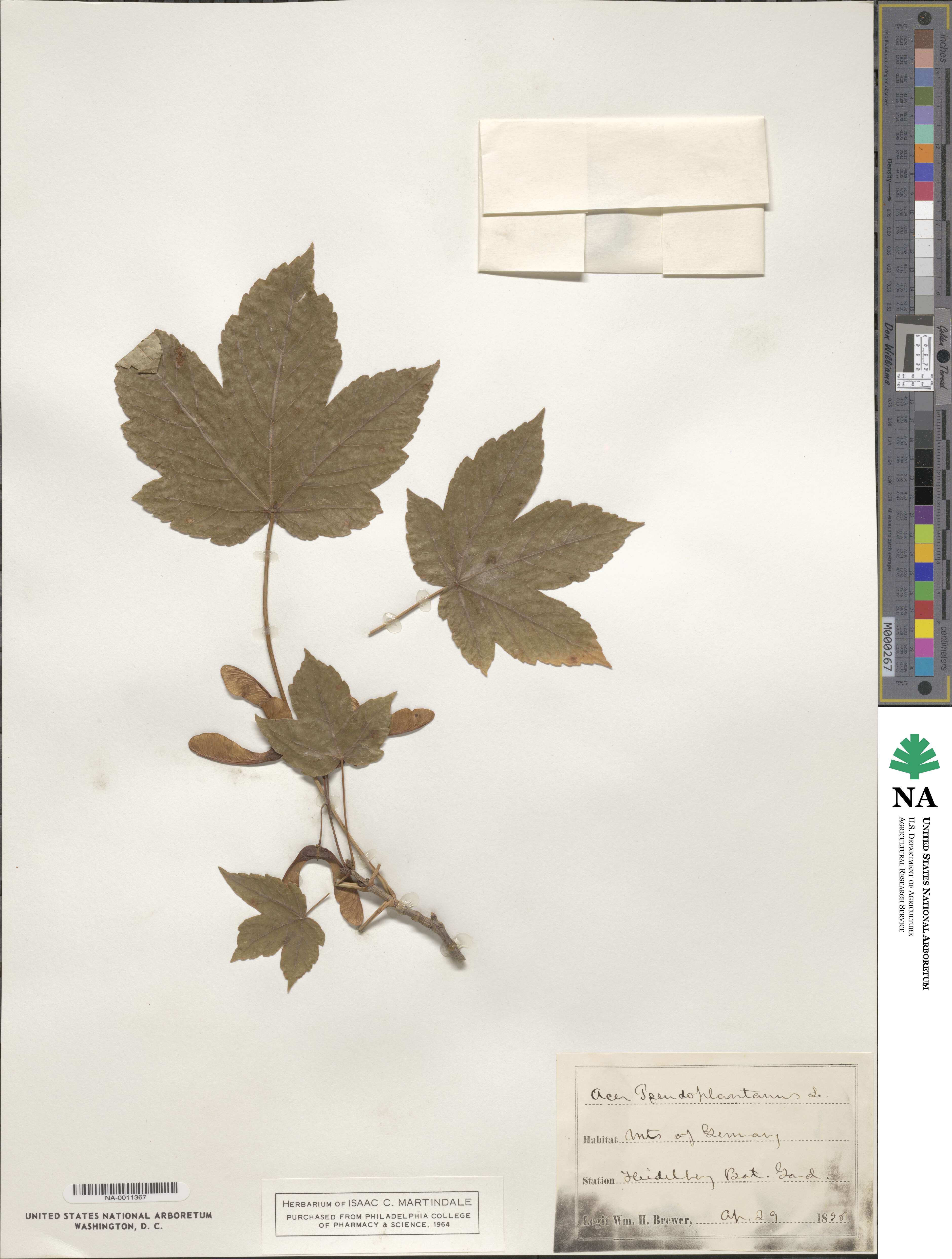 Acer pseudoplatanus image