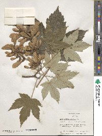 Acer pseudoplatanus image