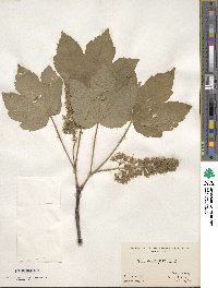 Acer pseudoplatanus image