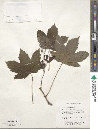 Acer pseudoplatanus image